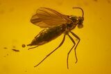 Two Fossil Flies (Diptera) In Baltic Amber #150720-2